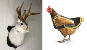 Read more about the article 21 Odd, yet very tempting things from AliExpress