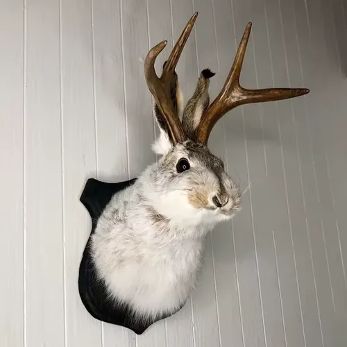 Jackalope